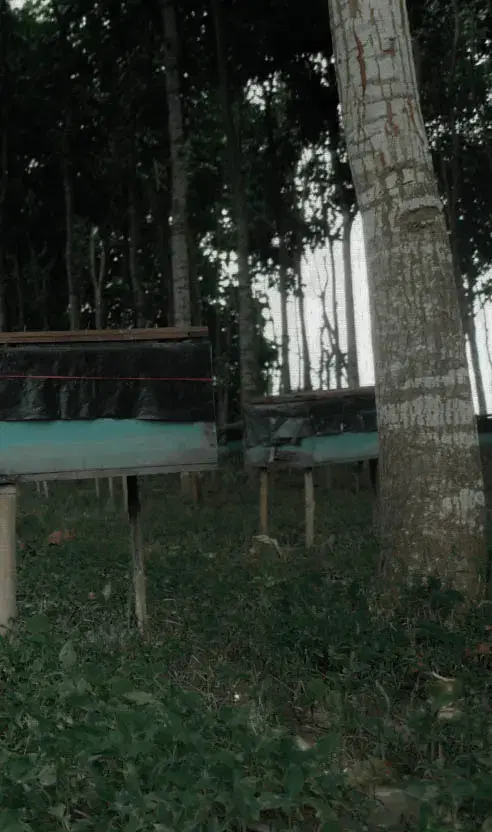 A Natural Energy Booster