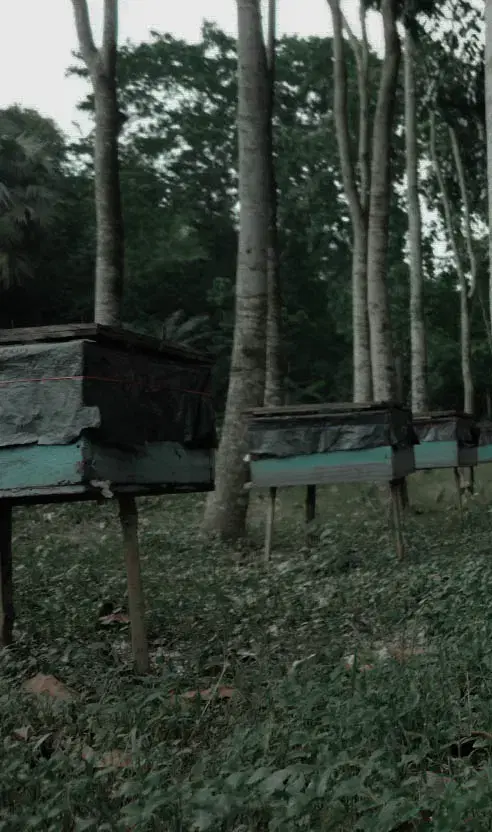 The Antioxidant Powerhouse