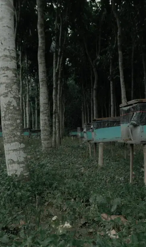 Natural Immune Support