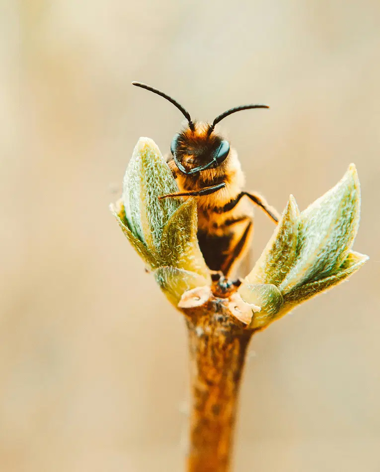 Our Latest Honey Insights